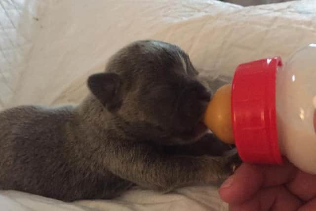 The two-week-old puppies have been bottle-fed by the family every four hours after they were shunned by their mum, 17-month-old Nala.