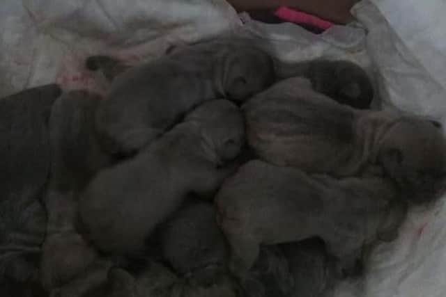 The French Bulldog litter originally numbered 11 puppies - 7 boys and 4 girls - but the girls have since died due to health complications after their mum rejected them at birth