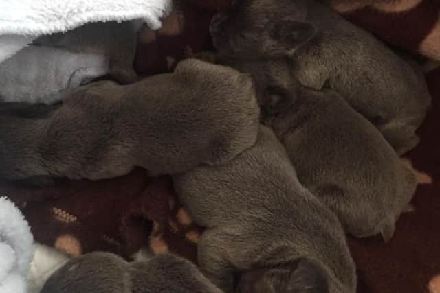 The five surviving puppies are now back home and recovering with their rightful owners in Bamber Bridge