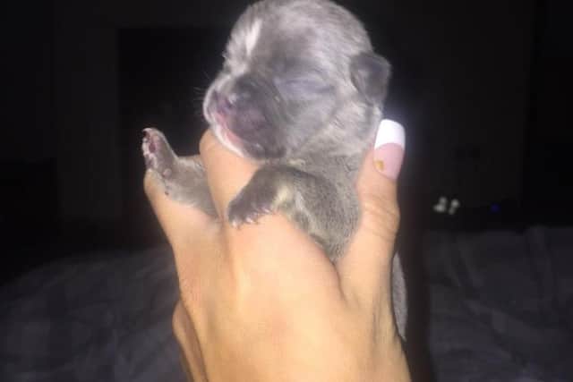 The puppies are still very weak and require round-the-clock care to keep them alive