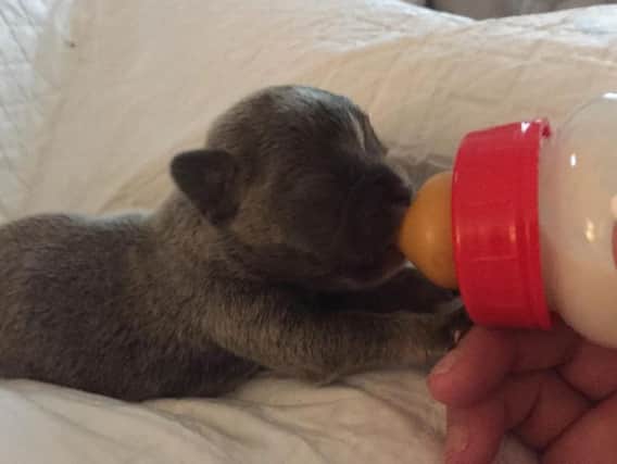 The puppies are being bottle-fed and kept warm with heat pads at their home in Bamber Bridge