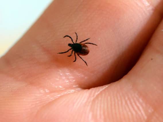 A tick, whose bite can transmit the Lyme disease (BERTRAND GUAY/AFP/Getty Images)
