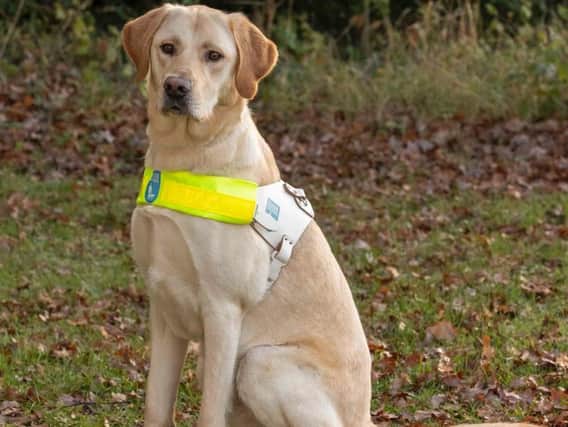Pennard the guide dog