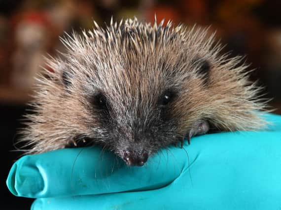 Give a hedgehog a home for the Winter
