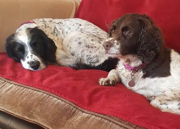 Billie, pictured on the right, was chasing a rabbit before accessing the M6 and being knocked down.