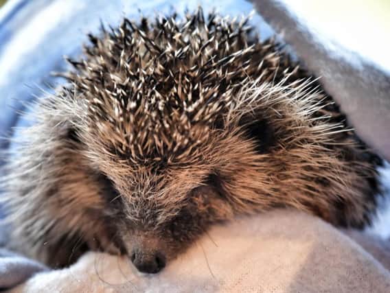 Stock photo of a hedgehog (Image: JPIMedia)