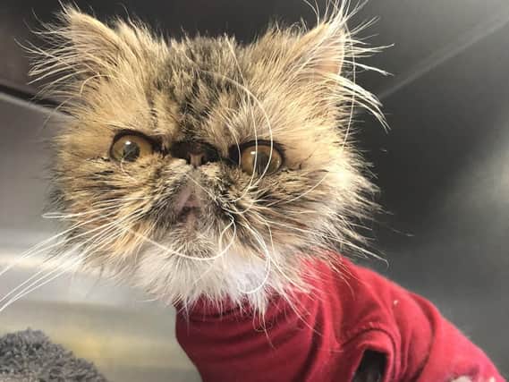 On Christmas Day 2018, the RSPCA received 934 calls to its cruelty line - the highest number for five years. Pic: RSPCA
