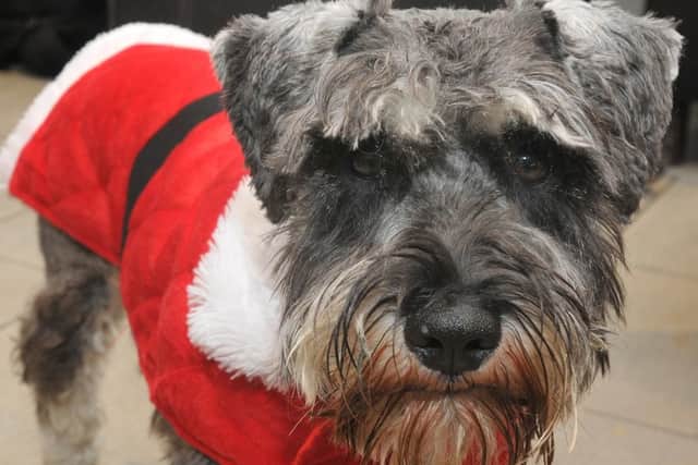 The RSPCA took in more than 5,000 animals over the Christmas period last year