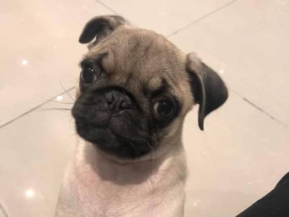 The pug puppy was snatched during a burglary, with thieves also stealing the couple's BMW M2 car. Pic: David and Natalie Taylor