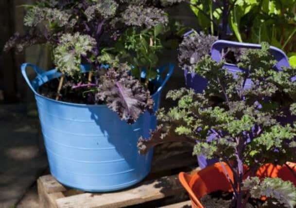 Outside: Ornamental kale in bright tubs