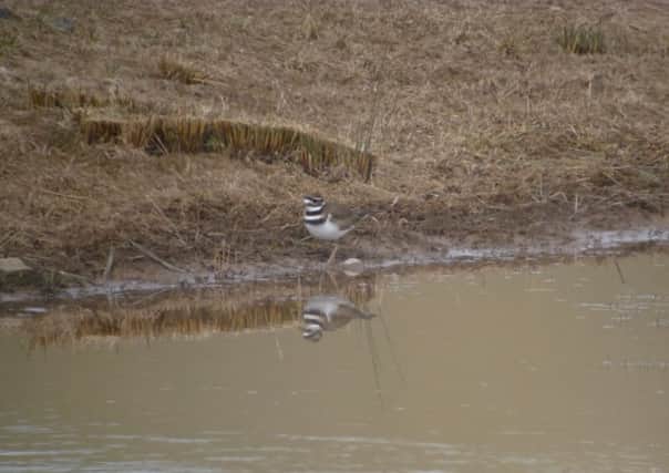 The rare Killdeer pictured at Alston Wetland