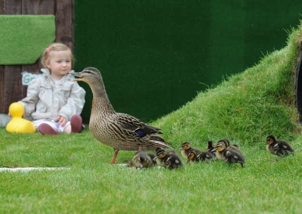 13 ducklings have hatched in the playground of Elizabeth Saunders Nursery in New Longton after children made bird nests under the climbing frame