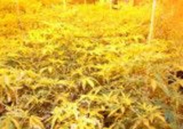Cannabis with an estimated street value of £35,000 found at a farm in Mellor, near Samlesbury