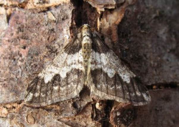 Spring Usher moth