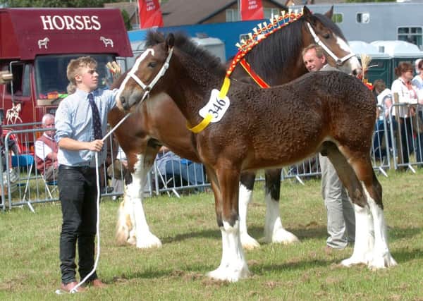 Edward Whittaker, 18 with Knutsford Dividend at Garstang Show