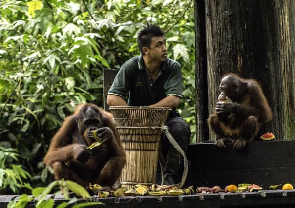 Orangutans feeding at the Sepilok Rehabilitation Center in Sandakan, Sabah, Borneo