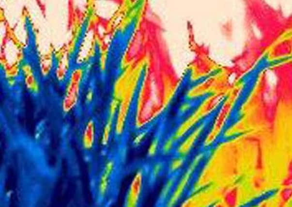 Infrared image of wheat and maize plants under drought stress supplied by Dr Annette Ryan, of the Lancaster Environment Centre