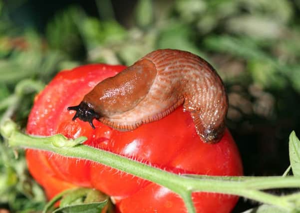 A Spanish slug on a tomato