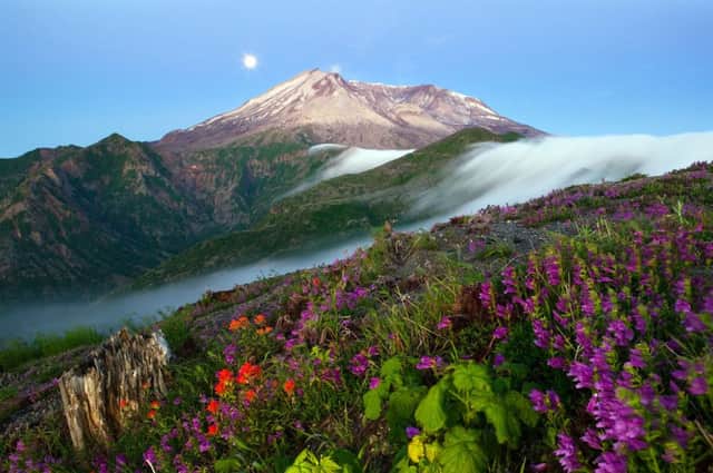 Wild flowers on the flanks of Mount St Helens in Washington State, USA