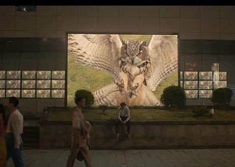 Her: Checkers the eagle owl