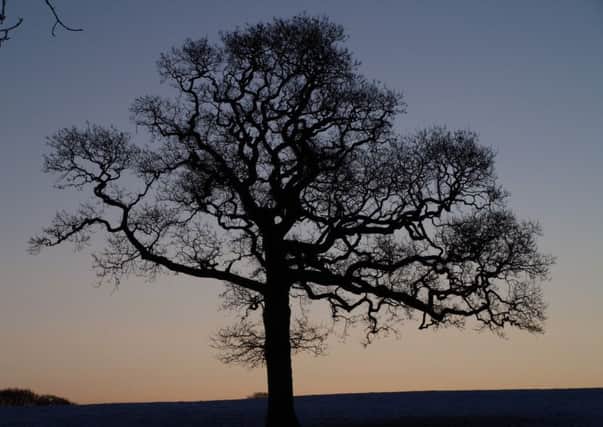 One of Chris Walbank's Winter Trees photographs on display at The Dukes from February 17-March 9