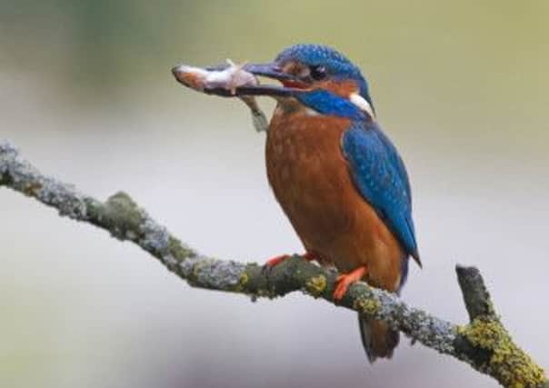 Spotted: The kingfisher