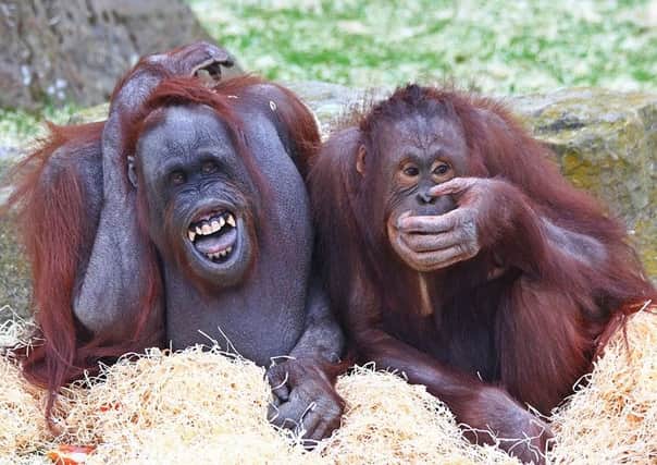 Blackpool Zoos family of orang-utans