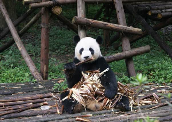 Animal magic: A giant panda at the Research Base of Giant Panda Breeding in 
Chengdu