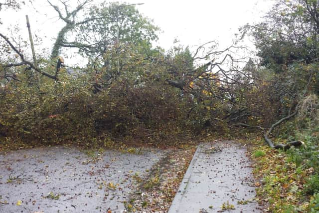A huge tree has fallen on to a car in Stanifield Lane, Farington