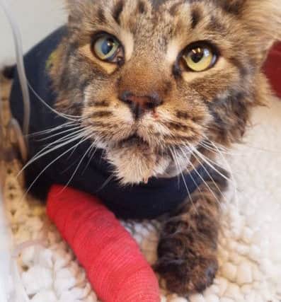 Norris the cat was shot with an airgun in Calder Vale in November 2014