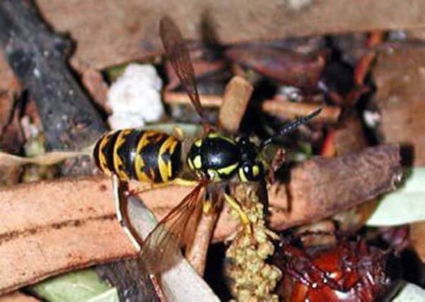 Wasp numbers are expected to be higher than normal this year