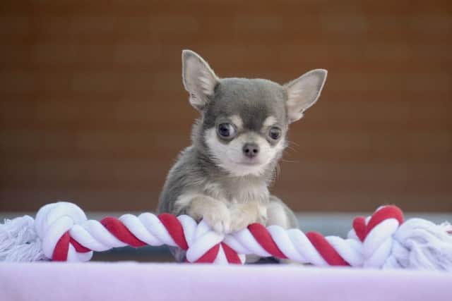 The owners of Chihauhua Bibitybobityboo, Ron and Susan Lingham, believe he may be one of the smallest dogs in the country.