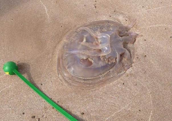 Barrel jellyfish have been spotted on Fleetwood beach. Photo: HM Coastguard Fleetwood.