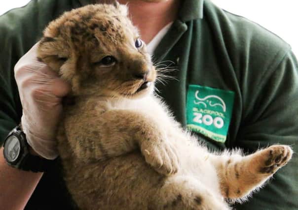 Kahri the lion cub, born May 31 2015, at Blackpool Zoo.