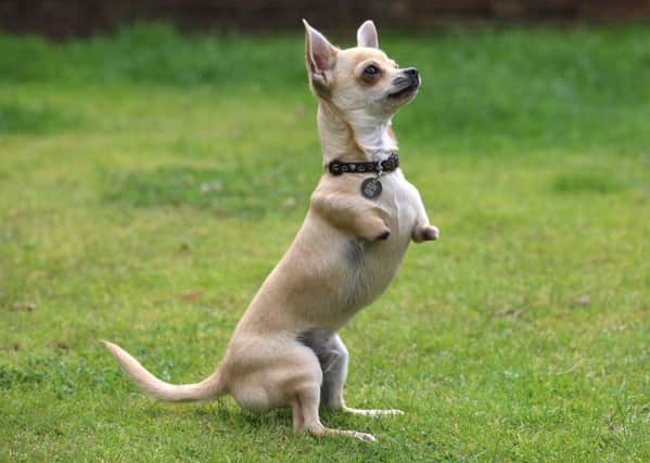 Roo, a 5-month-old Chihuahua born without front legs, hops about outside his home in Nelson, Lancashire. Photo: 
rossparry.co.uk/Harry Whitehead