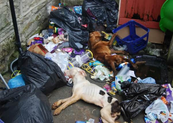 Shocking: the emaciated bodies of the dogs left out with the rubbish