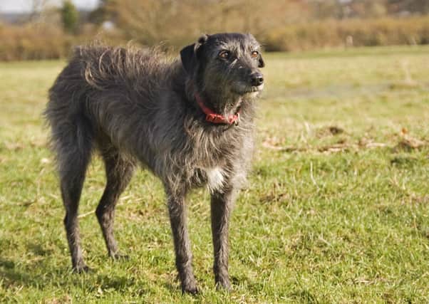 A Lurcher (Dog pictured is not related to the attack)