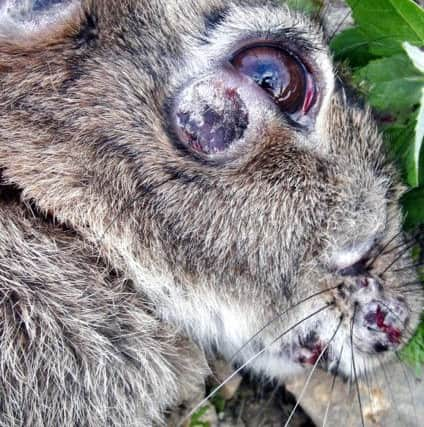 Rabbit with Myxomatosis