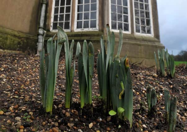 FIRST SHOOTS: The daffodils peeping through Astley Hall