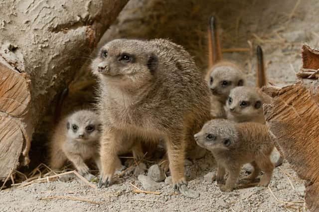 A meerkat enclosure is a costly idea during these days of council cuts says a reader. See letter