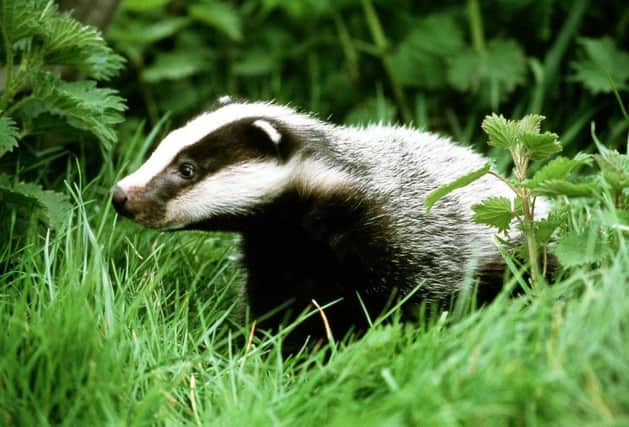 Badgers are being culled  yet there is another solution says a reader. See letter