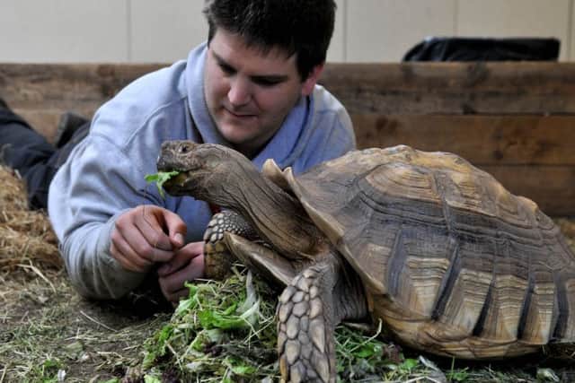 Photo Neil Cross
Carl Palmer with Giggle a Sulcara tortoise in Myerscought College's animal studies department