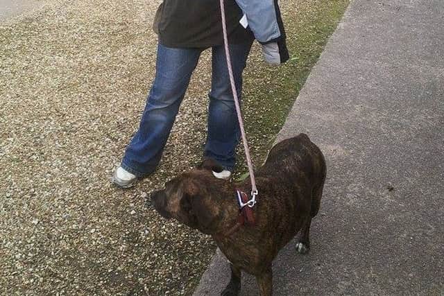Staffordshire Bull Terrier, Maggie, who was killed after a dog treat splintered. Owned by Nicola Chadwick, Much Hoole.