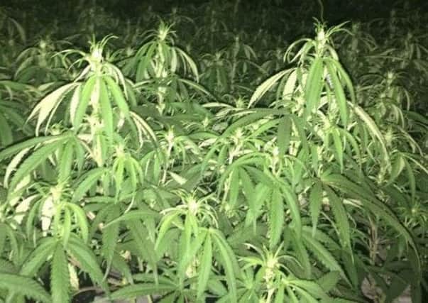 HAUL: Cannabis plants