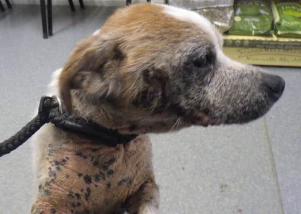ABUSED: Jack Russell was in a terrible state