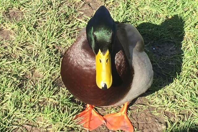 Happy duck at Bourton