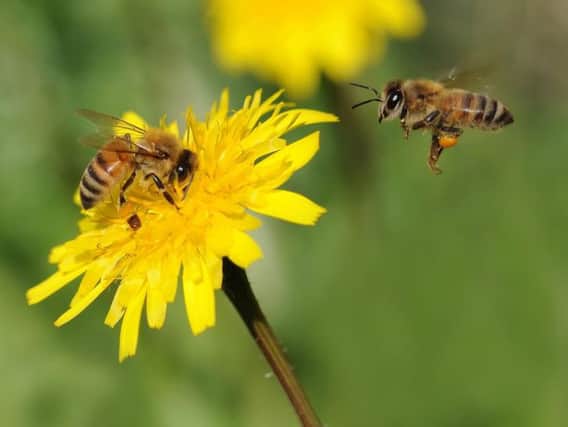Readers are concerned over a ban on neonicotinoids being lifted which they say would harm bees. See letters