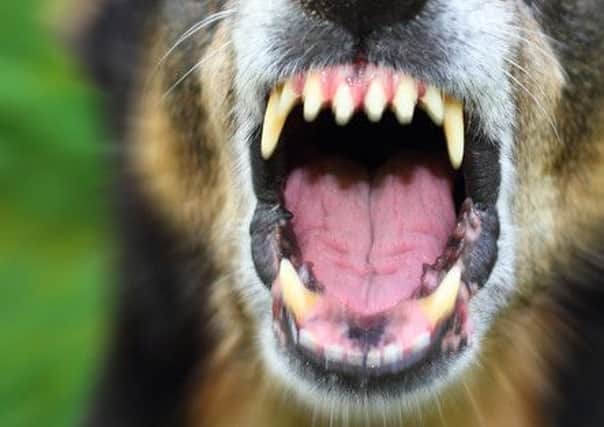 Dangerous dogs - welfare charity wants a change in the law