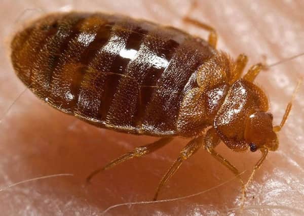 Don't let the bed bugs bite ...