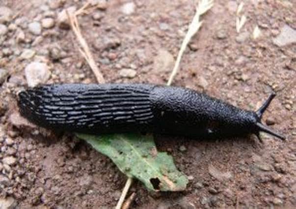 How many slugs have you spotted in your garden?